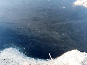 Sarımsaklı'da denizin rengi siyaha boyandı