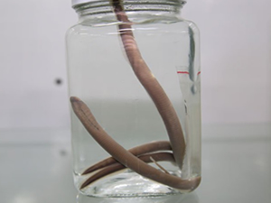 İyidere Deresi'nde yeni balık türü keşfedildi!