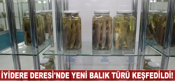 İyidere Deresi'nde yeni balık türü keşfedildi!