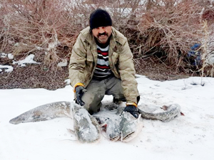 Aras Nehri'nde yakalanan yayın balıkları satışa sunuldu