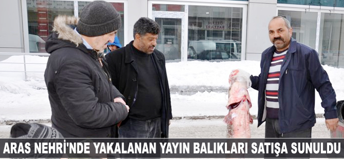 Aras Nehri'nde yakalanan yayın balıkları satışa sunuldu