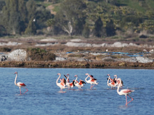 Tuzla Sulak Alanı, göçmen kuşların akınına uğradı
