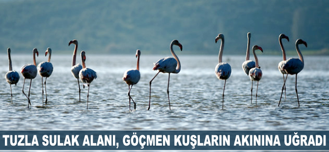 Tuzla Sulak Alanı, göçmen kuşların akınına uğradı