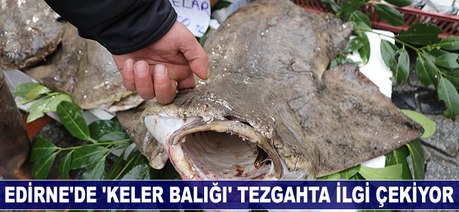 Edirne'de 'keler balığı' tezgahta ilgi çekiyor