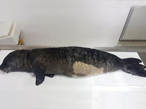 Karaburun'da yavru Akdeniz foku sahile vurdu