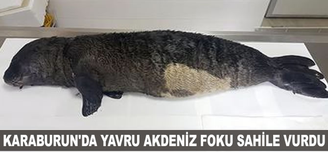 Karaburun'da yavru Akdeniz foku sahile vurdu