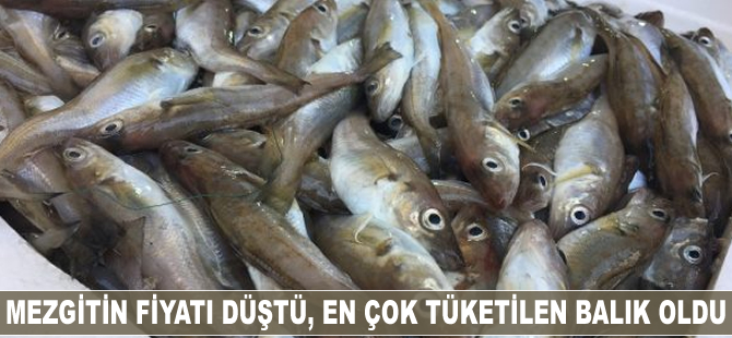 Mezgitin fiyatı düştü, en çok tüketilen balık oldu