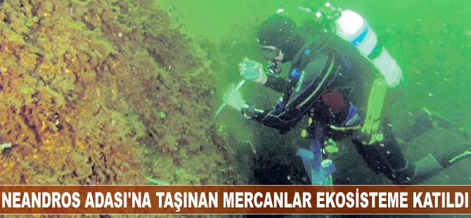Neandros Adası'na taşınan mercanlar ekosisteme katıldı