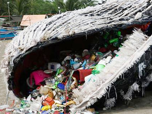 Balina ve köpek balıklarının yaşamı risk altında