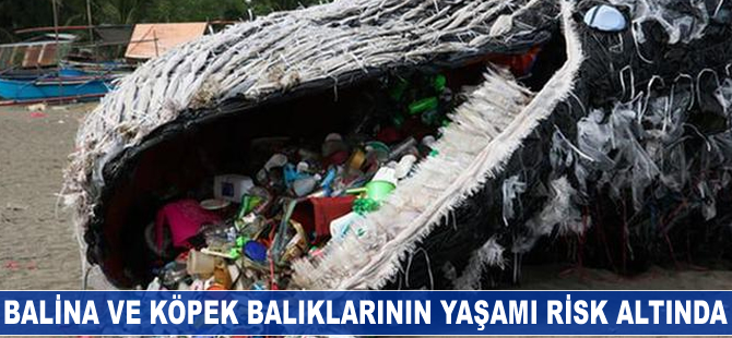 Balina ve köpek balıklarının yaşamı risk altında