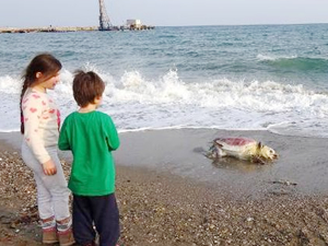 Mersin’de caretta caretta ölüsü sahile vurdu