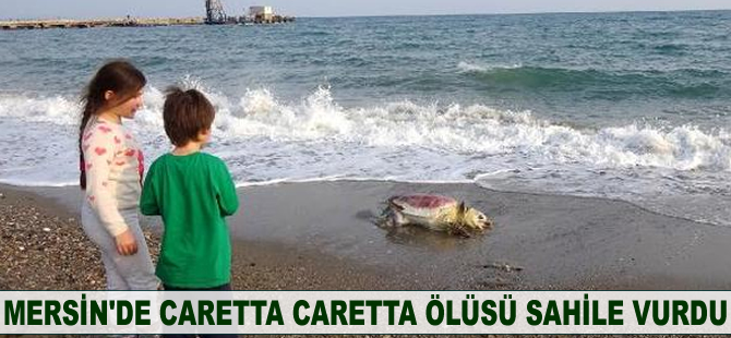 Mersin’de caretta caretta ölüsü sahile vurdu
