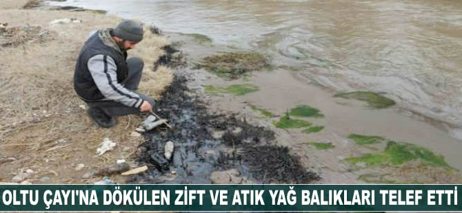 Oltu Çayı’na dökülen zift ve atık yağ balıkları telef etti