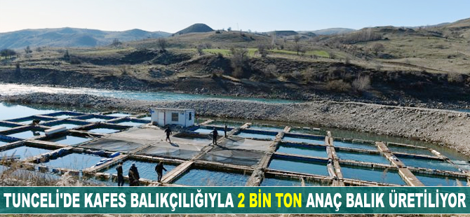 Tunceli'de kafes balıkçılığıyla 2 bin ton anaç balık üretiliyor