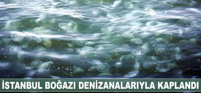 İstanbul Boğazı denizanalarıyla kaplandı