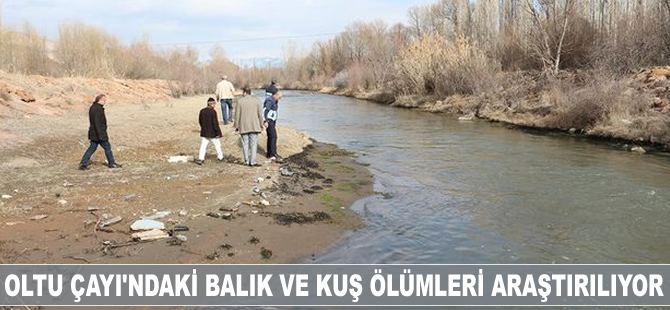 Oltu Çayı’ndaki balık ve kuş ölümleri araştırılıyor