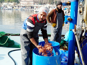 Tekirdağlı balıkçılar karides tutmaya başladı