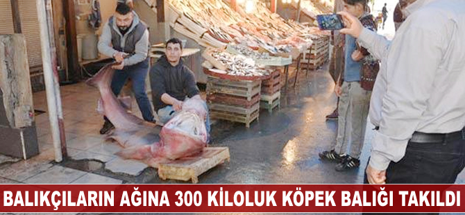 Balıkçıların ağına 300 kiloluk köpek balığı takıldı