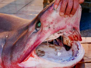 Balıkçıların ağına 300 kiloluk köpek balığı takıldı