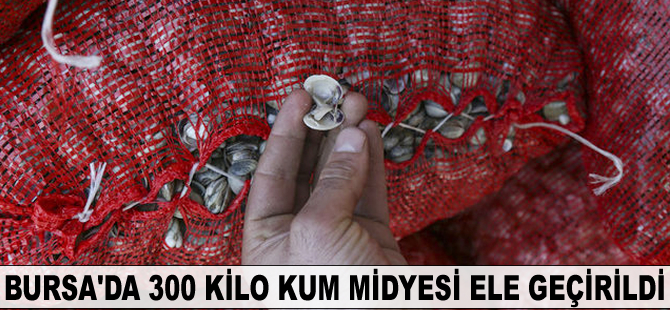 Bursa'da 300 kilo kum midyesi ele geçirildi