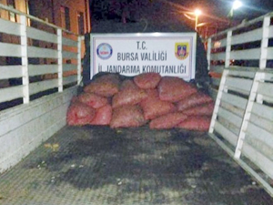 Bursa'da 300 kilo kum midyesi ele geçirildi