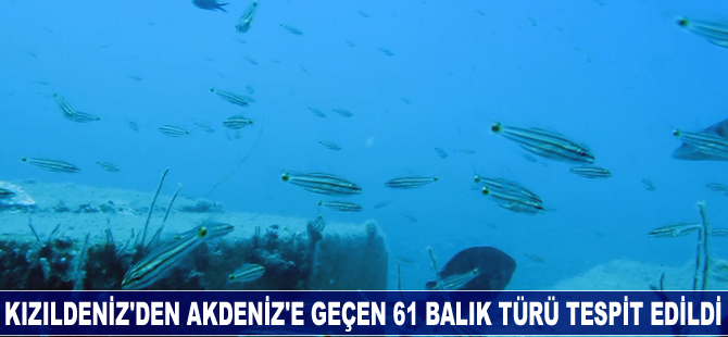 Kızıldeniz'den Akdeniz'e geçen 61 balık türü tespit edildi