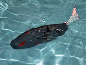 'Akıllı robot balık' araştırma ve gözlem için kullanılacak