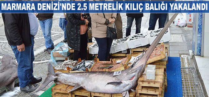 Marmara Denizi'nde 2.5 metrelik kılıç balığı yakalandı