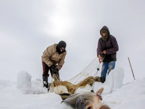 Karasu Nehri'nde buzu kırıp balık avlıyorlar