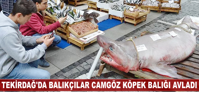 Tekirdağ'da balıkçılar Camgöz köpek balığı avladı