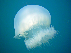 TÜDAV 'denizanaları' ile ilgili bir poster hazırladı