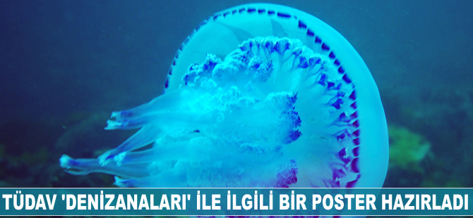 TÜDAV 'denizanaları' ile ilgili bir poster hazırladı