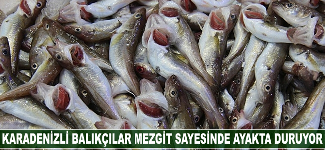 Karadenizli balıkçılar mezgit sayesinde ayakta duruyor