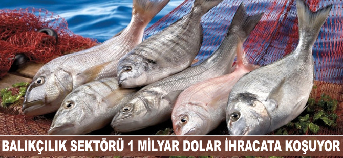 Balıkçılık sektörü 1 milyar dolar ihracata koşuyor