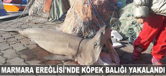 Marmara'da köpek balığı yakalandı