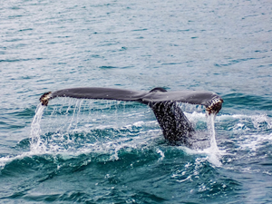 Sahilde mahsur kalan gri balina okyanusa açıldı