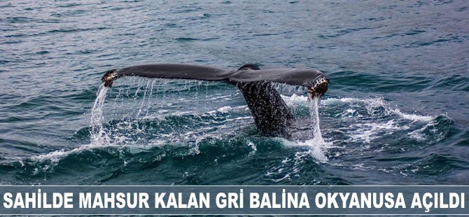 Sahilde mahsur kalan gri balina okyanusa açıldı