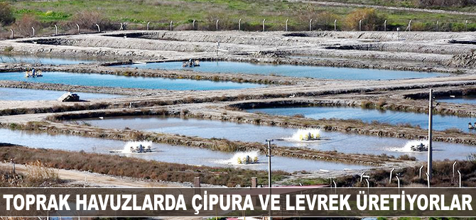 Toprak havuzlarda çipura ve levrek üretiyorlar