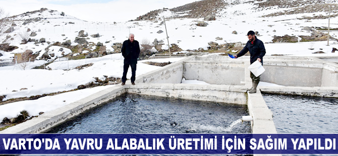 Varto'da yavru alabalık üretimi için sağım yapıldı