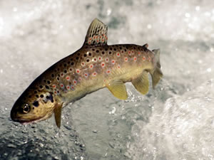 Ordu'da derelere 2017 yılında 170 bin alabalık bırakıldı