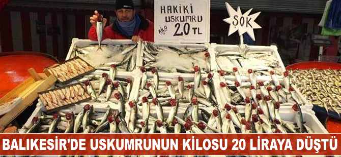 Balıkesir'de uskumrunun kilosu 20 liraya düştü