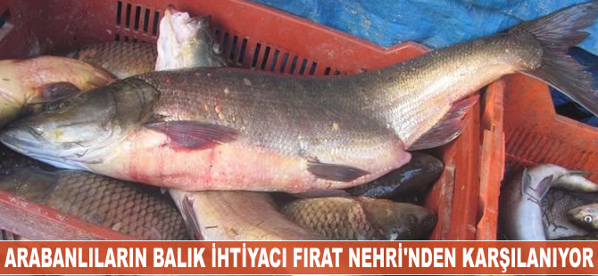 Arabanlıların balık ihtiyacı Fırat Nehri’nden karşılanıyor