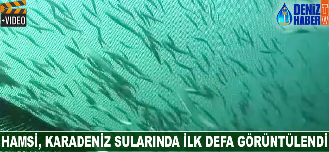 Hamsi, Karadeniz sularında ilk defa görüntülendi