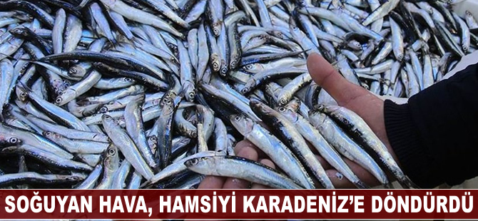 Hamsi, havaların soğumasıyla Karadeniz'e dönüş yaptı