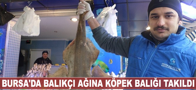Bursa'da balıkçı ağına köpek balığı takıldı