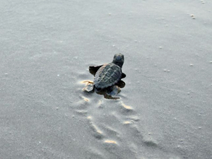58 bin 774 yavru deniz kaplumbağası denizle buluştu