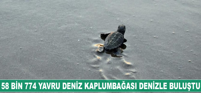 58 bin 774 yavru deniz kaplumbağası denizle buluştu