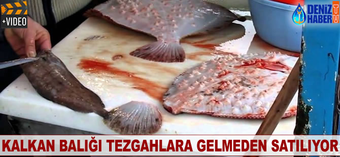 Kalkan balığı tezgahlara gelmeden satılıyor