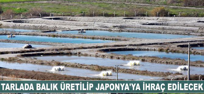 Tarlada balık üretilip Japonya’ya ihraç edilecek
