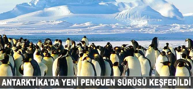 Antarktika'da yeni penguen sürüsü keşfedildi